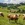 Simmental cattle grazing in an alpine meadow